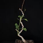 Ginkgo Biloba Autumn Gold. Árbol de los 40 escudos. Maceta Cerámica Alta Temperatura. 12