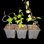 Chaenomeles Japónica Chojubai Membrillo