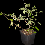 Chaenomeles Sinensis, Pseudocydonia Sinensis, Membrillo Chino