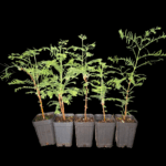 Metasequoia Glyptostroboides, Dawn Redwood