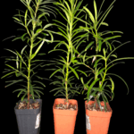 Podocarpus Macrophyllus, Tejo Chino, Kusamaki