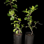 Quercus Suber o Roble Alcornoque, Árbol del Corcho