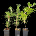 Pinus Thumberguii Koramatsu, Pino Negro Japonés