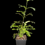 Sequoia Sempervirens, Secuoya Roja, Taxodium Sempervirens