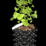 Ginkgo Biloba Mariken. Cultivar