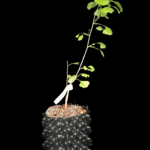 Ginkgo Biloba Princeton Sentry. Cultivar