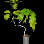 Quercus Coccinea o Roble Escarlata