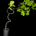 Quercus Shumardii o Encino rojo de pantano