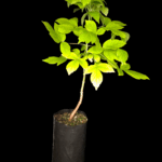 Arce Negundo, Arce Americano, Arce de Hoja de Fresno