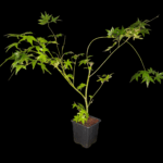 Arce Palmatum Momiji Japonés, Arce Japonés