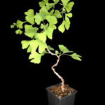 Ginkgo Biloba, de 35 a 45 cm. Árbol de los 40 Escudos