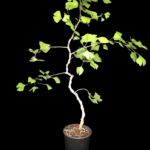 Ginkgo Biloba de 70 a 85 cm. Árbol de los 40 Escudos.