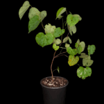 Cersis Canadensis o Arbol de Ciclamor