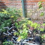 Lista Cultivares de Arces 2025