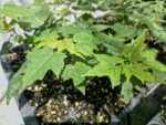 Arce Saccharum O Arce Azucarero de Canadá - Imagen 3