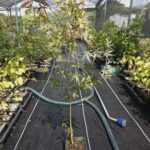 Arce Palmatum Seiryu Maple O Acer Japonés