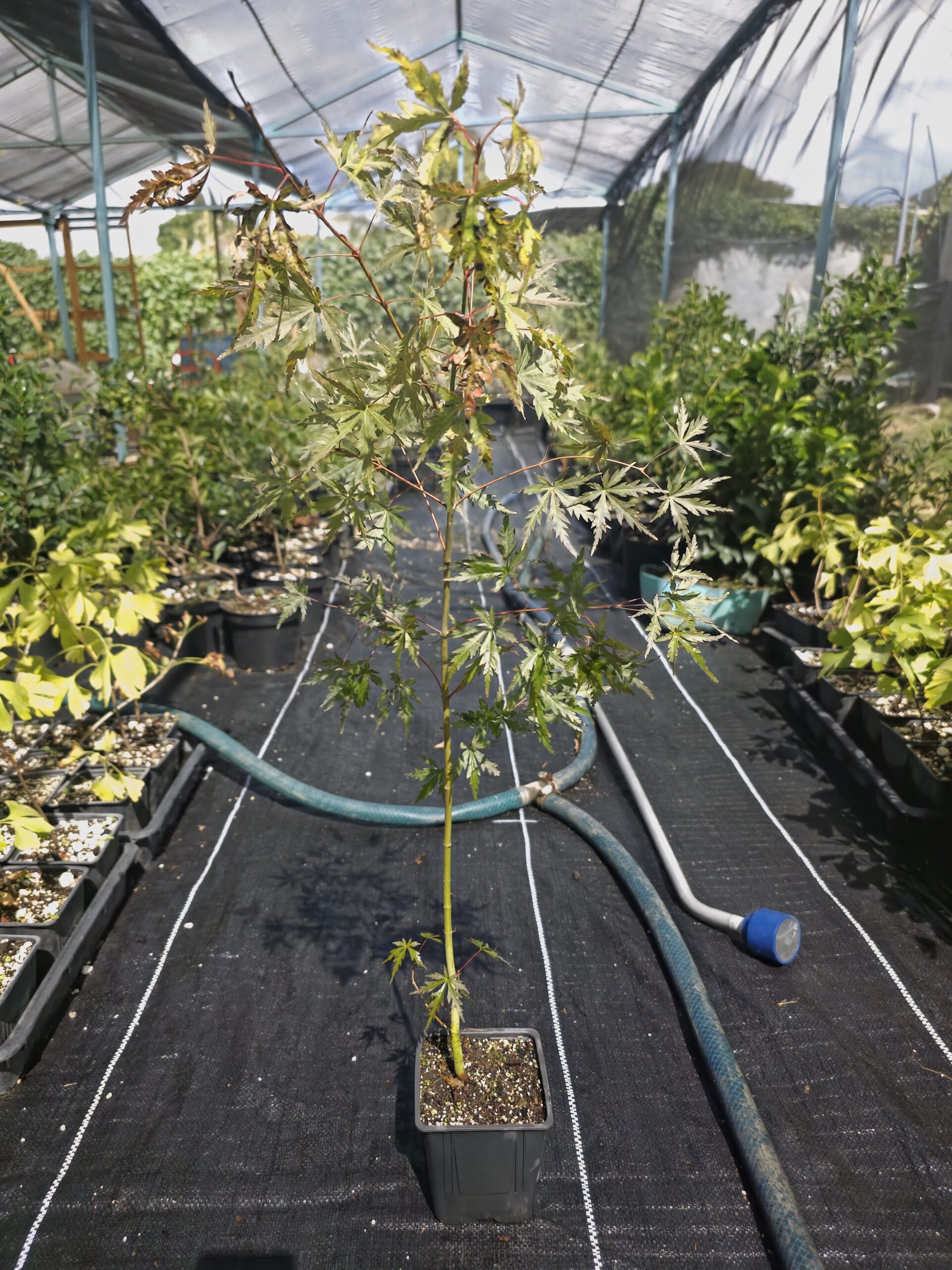 2025/06/152224-scaled.jpg Arce Palmatum Seiryu Maple O Acer Japonés - Imagen 1