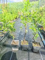Ficus Tiger Bark Ideal Para Bonsai - Imagen 2