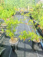 Punica Granatum Nana, Granada Enana. - Imagen 2