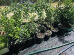 Ficus Tiger Bark Ideal Para Bonsai - Imagen 4