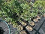 Ficus Tiger Bark Ideal Para Bonsai - Imagen 3