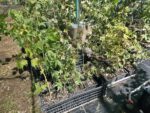 Arce Palmatum Seiryu Maple O Acer Japonés - Imagen 3