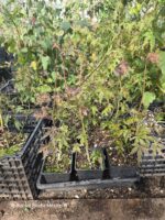 Arce Palmatum Seiryu Maple O Acer Japonés - Imagen 2
