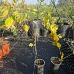 Mora blanca de Tártaro (Morus alba var. tatarica)
