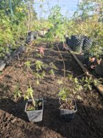 Arce Palmatum Seiryu Maple O Acer Japonés - Imagen 5