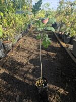 Quercus robur o Roble Blanco Europeo - Imagen 2