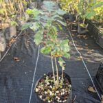 Quercus robur o Roble Blanco Europeo