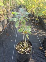 Quercus robur o Roble Blanco Europeo