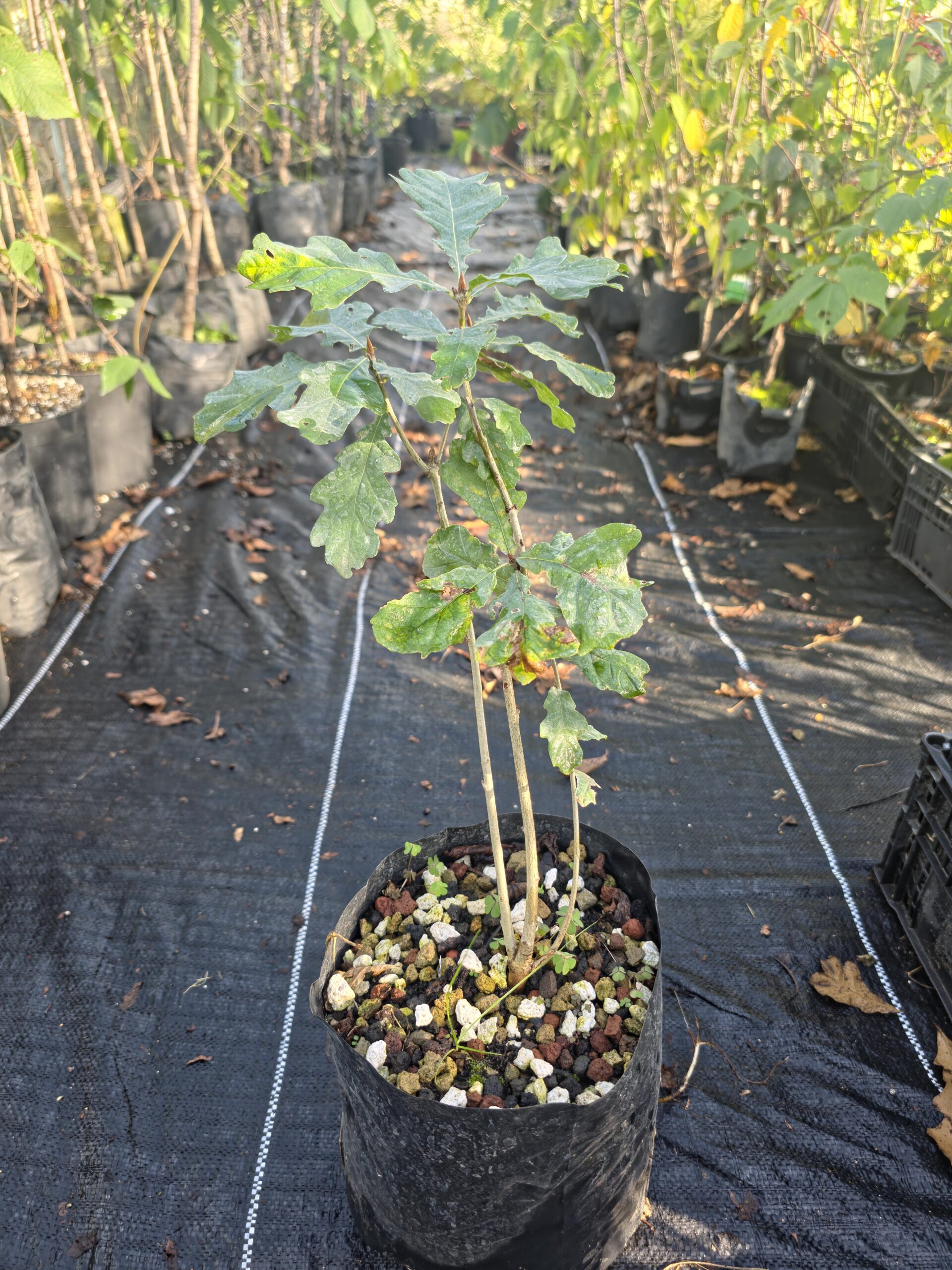 2025/06/175372-scaled.jpg Quercus robur o Roble Blanco Europeo - Imagen 1