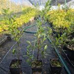 Ficus Tiger Bark Ideal Para Bonsai