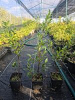 Ficus Tiger Bark Ideal Para Bonsai
