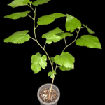 Mora blanca de Tártaro (Morus alba var. tatarica)