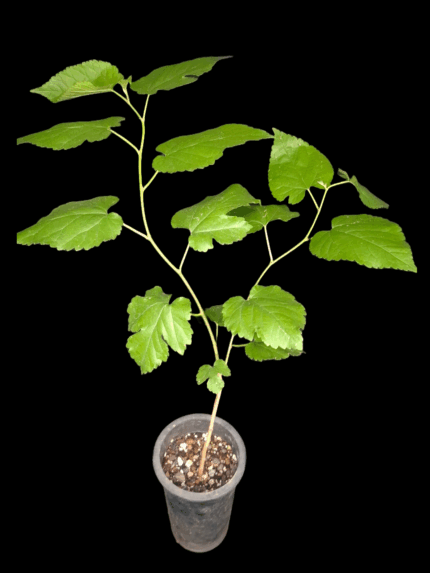 Mora blanca de Tártaro (Morus alba var. tatarica)