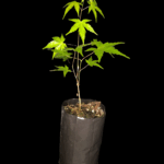 Acer Palmatum Deshojo De Semilla