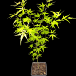 Arce Palmatum Seiryu. Maple O Acer