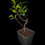 Ficus Tiger Bark Ideal Para Bonsai