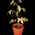 Arce Truncatum, Arce de Shantung