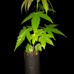 Arce Serrulatum o Arce Oliverianum var. Nakahari