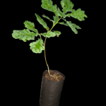Quercus robur o Roble Blanco Europeo