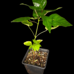 Acer Tataricum o Arce Tártaro