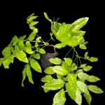 Wisterias de Semillas. Ejemplares aleatorios.