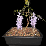 Wisteria Sinensis Morada, Glicina China