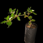 Quercus Coccifera, Coscoja o Carrasca.