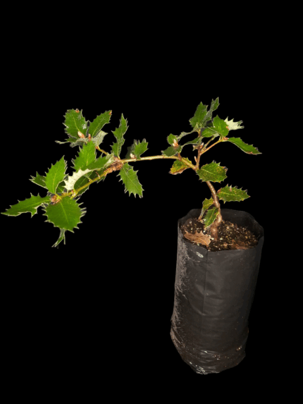 Quercus Coccifera, Coscoja o Carrasca.