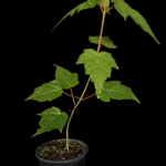 Acer capillipes o o Arce Corteza de Serpiente