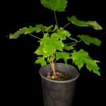 Arce Saccharum O Arce Azucarero de Canadá